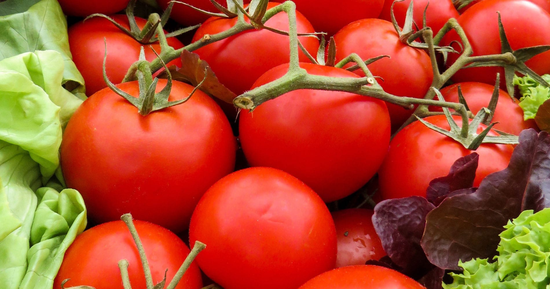 Tomates Heirloom