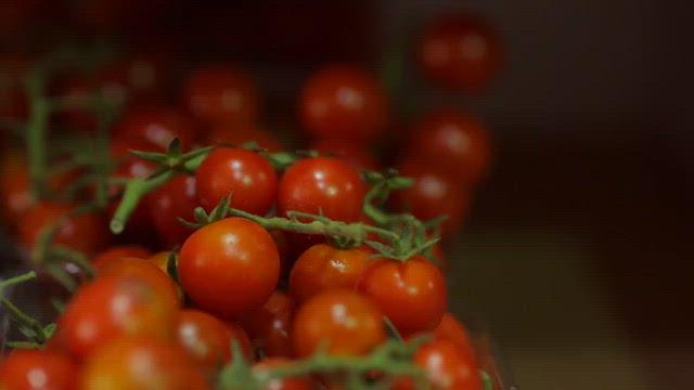 Tomates cerises-2