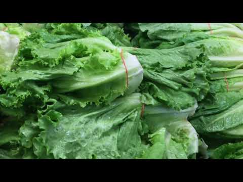 Lettuce-2