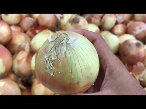 Onions-3