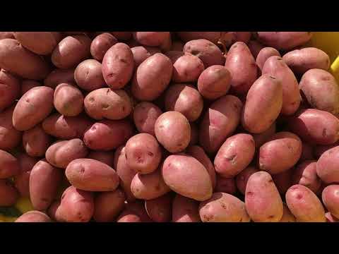 Pommes de terre-4